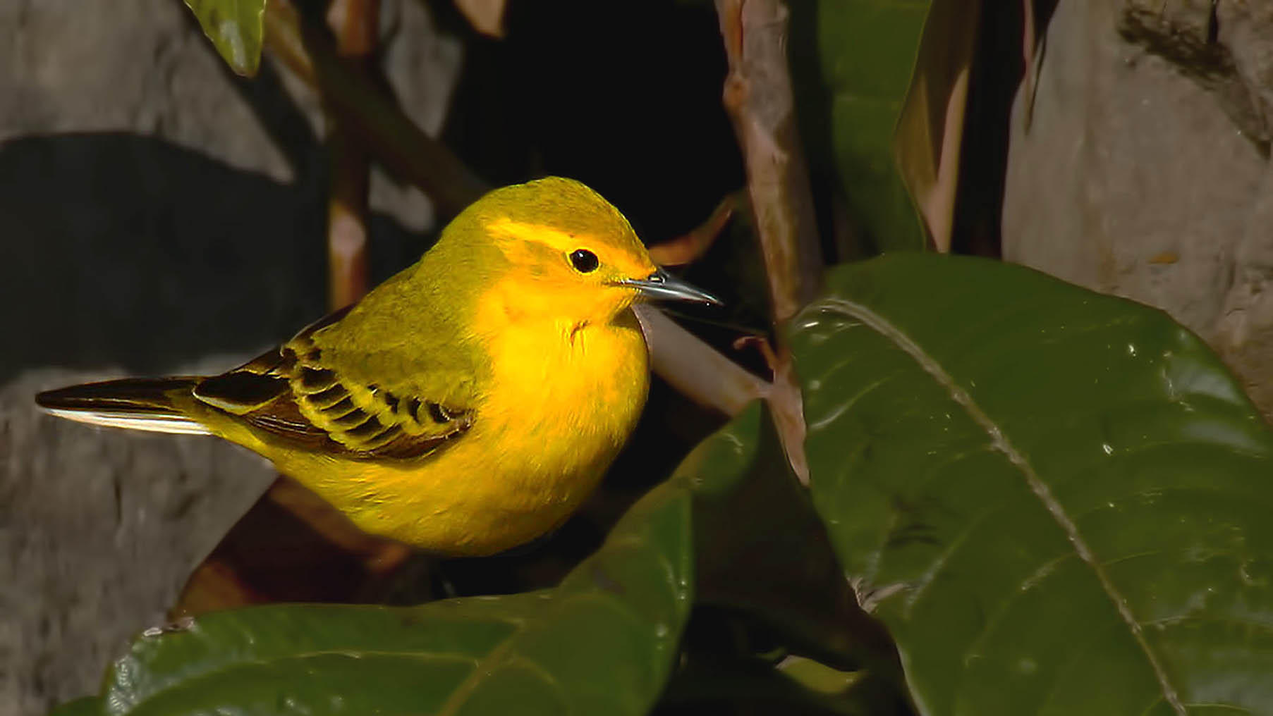 Citrine Wagtail